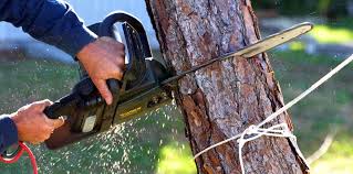 Trusted Tipton, MO Tree Services Experts